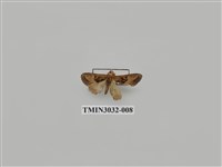 藏品(夜蛾688)的圖片